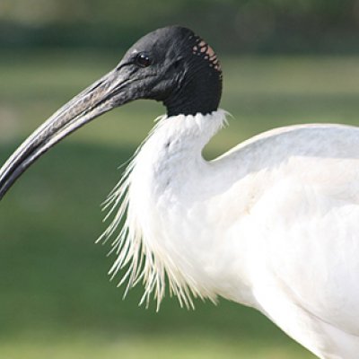 ibis